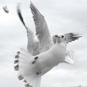 2011-01-svajcarska