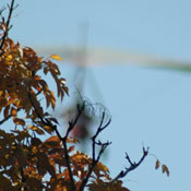 airShow2008