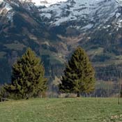 april2007/Portes_de_Soleil__Dents_de_Midi
