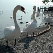 april2007/Vevey_Montreux