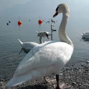 april2007/Vevey_Montreux