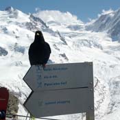 april2007/Zermatt_Gornergrat