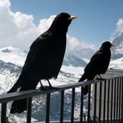 april2007/Zermatt_Gornergrat