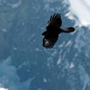 april2007/Zermatt_Gornergrat