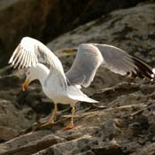 april2007/cadaques_Port_Lligat