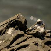 april2007/rocks_cadaques