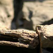 april2007/rocks_cadaques